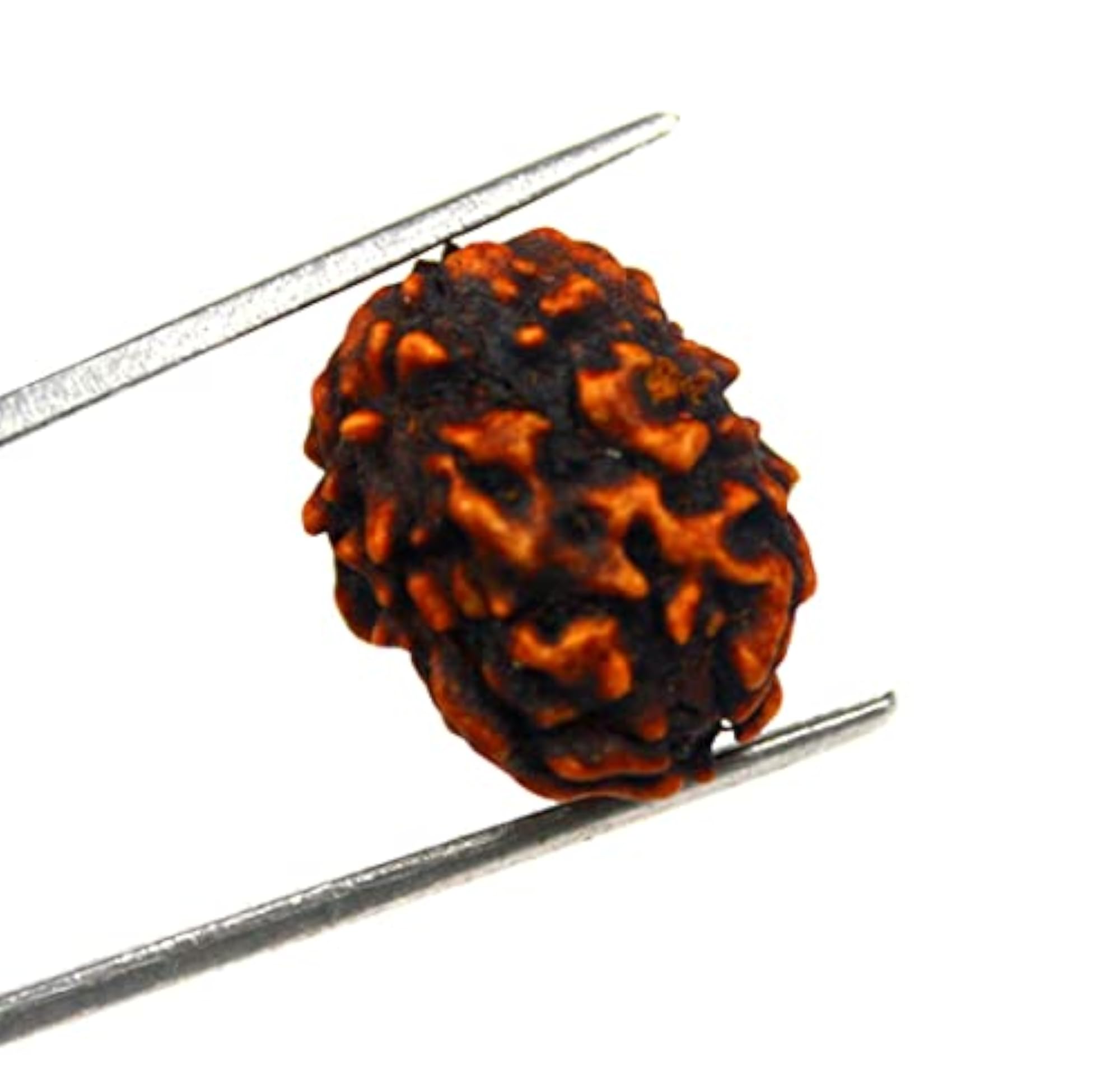 3 Mukhi Rudraksha Nepal Bead, Unisex